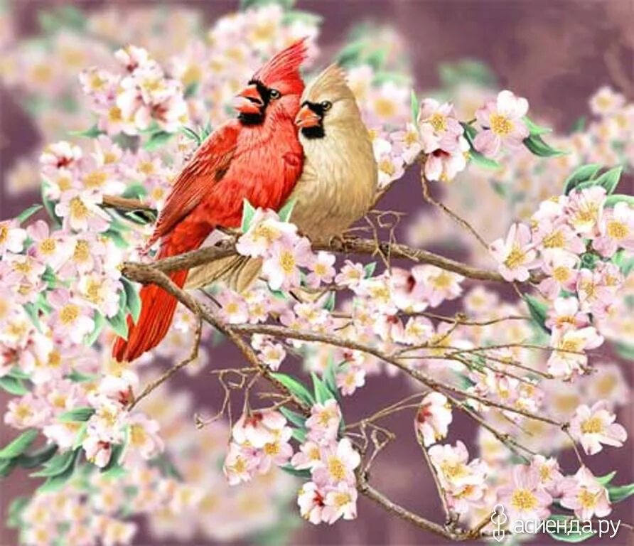 Птицы на Сакуре. Ветка Сакуры с птичкой. Две птички на ветке Сакуры. Птички на фоне Сакуры. 3 й и птица