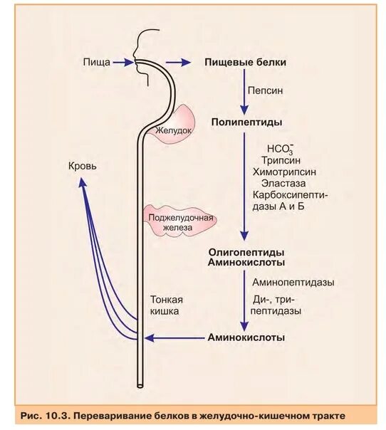 Ферментативное расщепление поступающих с пищей белков. Схема переваривания белков в ЖКТ. Схема переваривания углеводов биохимия. Переваривание белков в желудочно-кишечном тракте схема. Переваривание белков биохимия схема.