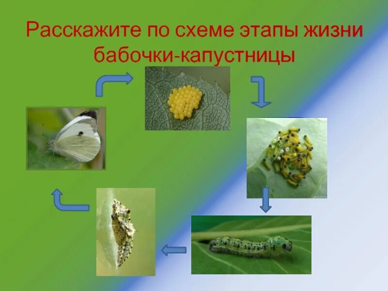 Развитие бабочки капустницы. Жизненный цикл бабочки капустницы. Стадии развития бабочки капустницы. Презентация бабочка капустница. Развитие бабочки капустницы схема.