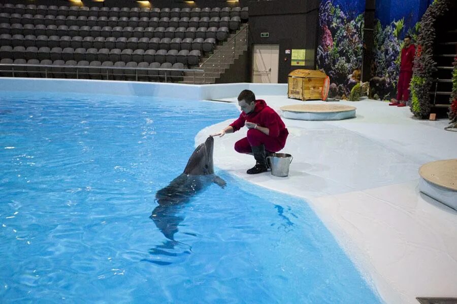 Дельфинарий грозный. Дельфинарий шоу дельфинов Новосибирск. Дельфиния в Новосибирске аквапарк. Морской Лев дельфинарий Новосибирск. Цирковое шоу Новосибирск дельфинарий.