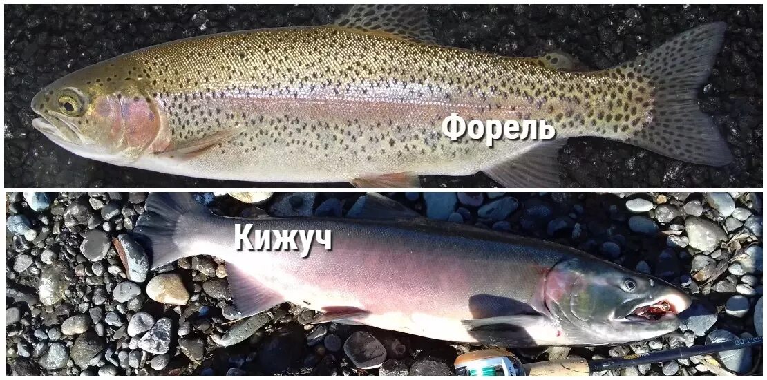 Семга и форель отличия фото. Форель кижуч различия. кумжа кижуч разница. форель кижуч. кумжа и форель отличия.