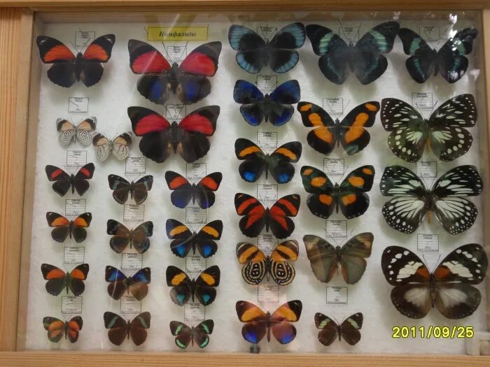 тропические бабочки выставка 2023 года нижний новгород.