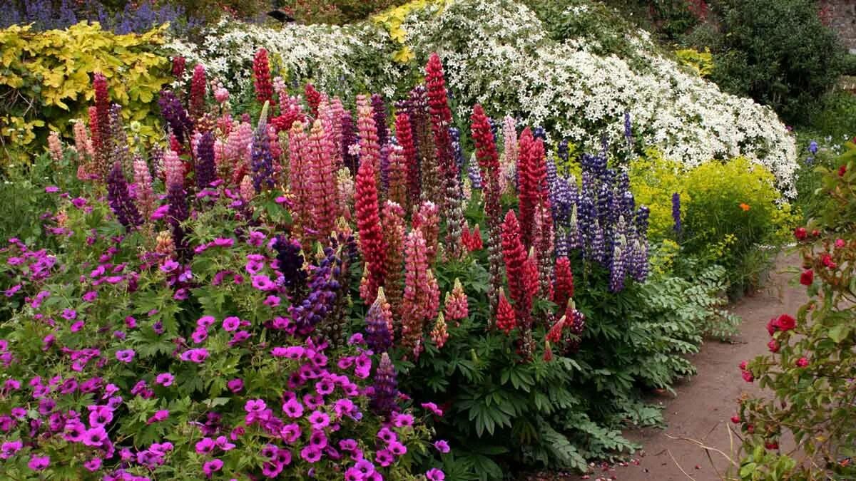 I haven hos Evigglade ♥: Lupiner - forlæng din blomstring Cottage garden, Dream 