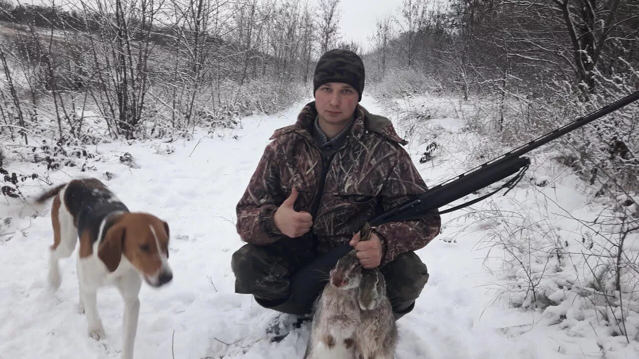 Охотник с гончими, охота на зайца. Эстонская гончая на охоте. Охота на зайца с гончими по чернотропу. Охота на зайца с гончими по чернотропу. Эстонская гончая на охоте.