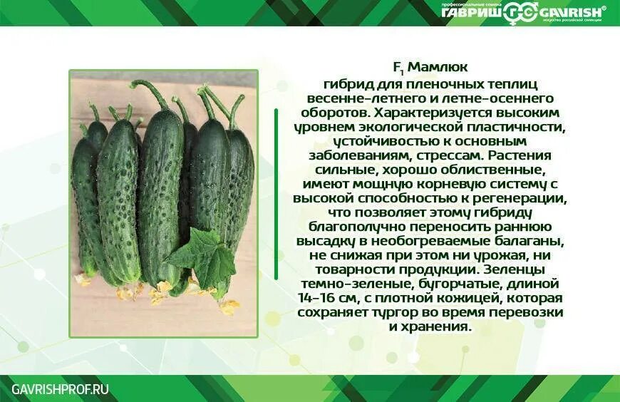 Описание огурцов мамлюк – Telegraph