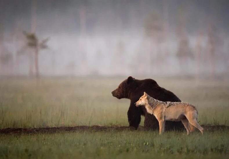Какие отношения складываются между медведем и лисицей. Волки и медведи. Волчица и медведь Дружба. Волк и Медвежонок. Волчья Дружба.