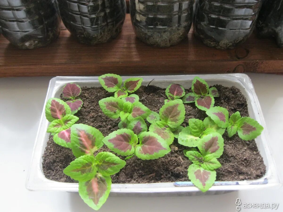 Сеянцы колеуса. Колеус блюме рассада. Всходы колеуса. Колеус рассада. Колеус как вырастить рассаду.