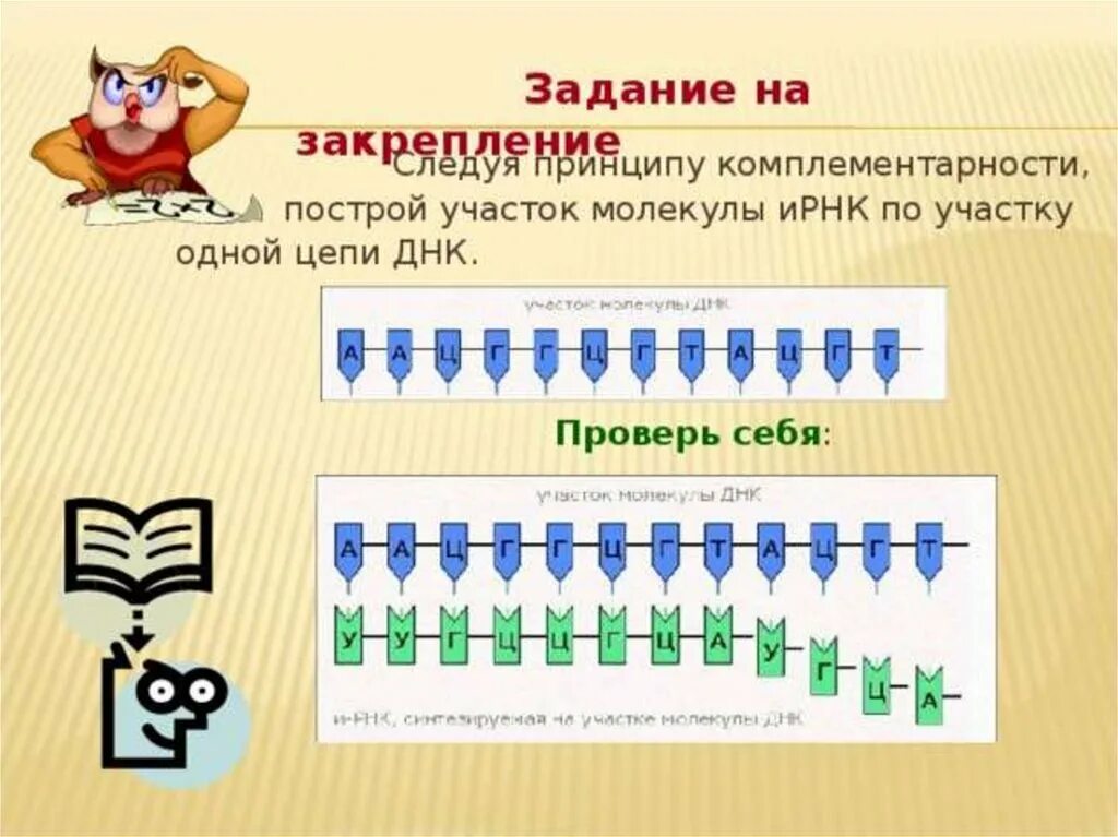 Комплементарная цепочка ДНК. Построение Цепочки ДНК. Цепочка РНК И ДНК по принципу. Построение комплементарной цепи ДНК.