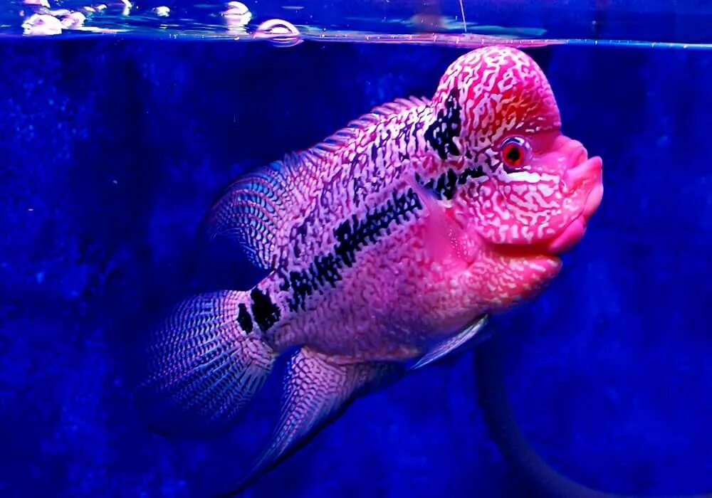 Цихлида фловер хорн. Фловер хорн. Цихлазома фловер хорн. Цихлида фловер хорн. Цихлазома фловер хорн.