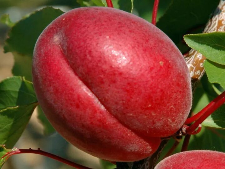 сорт абрикос рубиста. абрикос эрли блаш. абрикос обыкновенный саратовский рубин. сорт абрикоса саратовский. абрикос саратовский рубин.