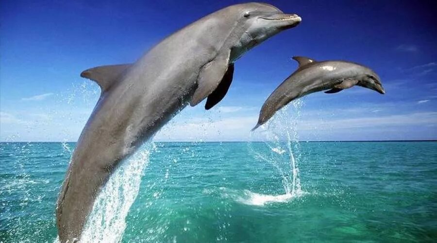 Дельфины стая. Сонник дельфин. Сонник снятся дельфины. Дельфин афалин в прыжке. Синеглазые дельфины.