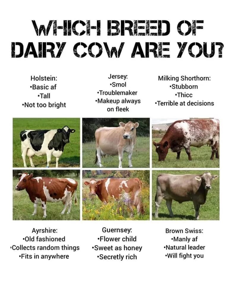 Cow Breeds. Ayrshire Cow Breed. Breed. Breed Cow captions.