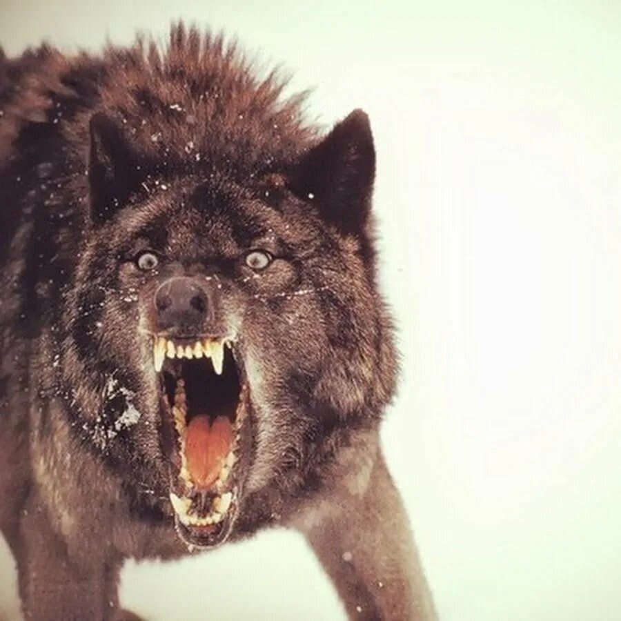 Оскал волка. Злой волк. Инсанти вулф. Сложившимися обстоятельствами. Яростнее свирепее.