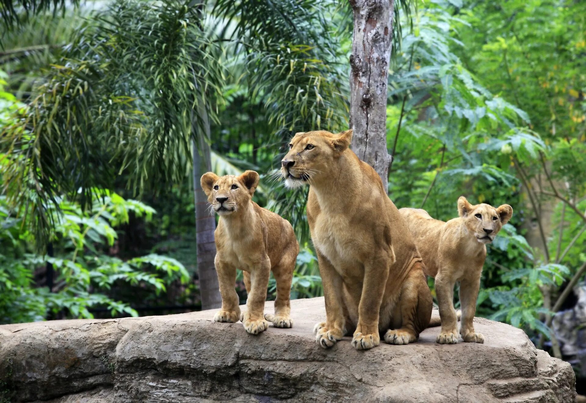 Топ 3 животных