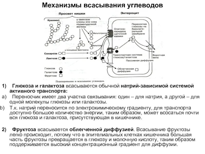 Механизмы всасывания натрия в кишечнике. Активные механизмы всасывания веществ в кишечнике.. Механизм всасывания углеводов биохимия. Механизмы всасывания лекарственных веществ.