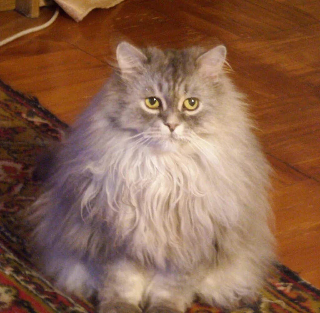 Персидская шиншилла дымчатая. Персидская шиншилла серая. Полу перс. Персидская длинношерстная кошка джуно. Британский длинношерстный полуперс.