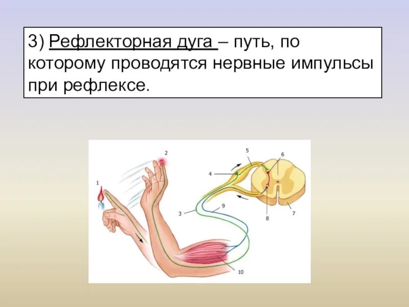 5 Этапов рефлекторной дуги. Рефлекторная дуга хватательного рефлекса. Рефлекторная дуга биология 8 класс. Рефлекторная дуга анатомия человека.