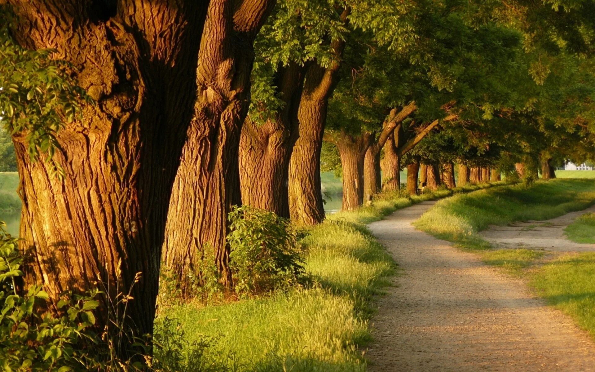 Natural tree. Тисовая аллея Испания. Плантация дубовая аллея Луизиана. Кисловодск парк Тисовая аллея. Природа деревья.