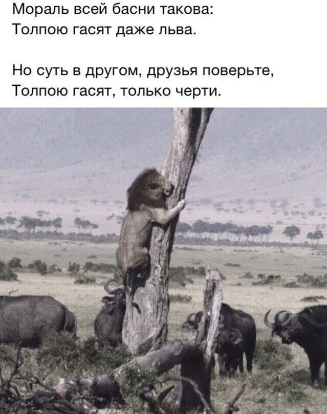 Бей первым бей сильно никакой пощады. Мораль басни такова толпою гасят даже льва. Гасили толпой. Мораль всей басни такова толпою гасят даже льва. Мораль всей басни такова толпою гасят даже льва.