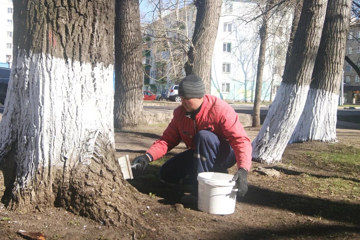 Побелка деревьев в школе. Побелка деревьев компрессором. Деревья известью. Субботник побелка деревьев. Побелка для деревьев своими руками несмываемая