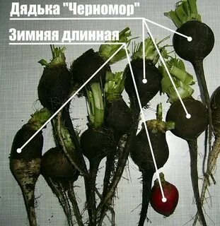 Когда выкапывать черную редьку