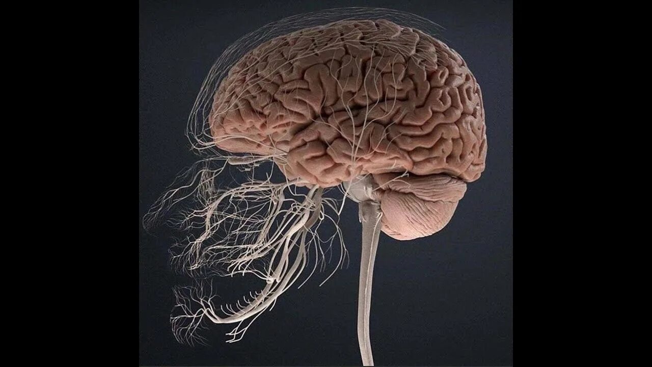 Головной мозг. Мозг анатомия. Головной могзчеловека.