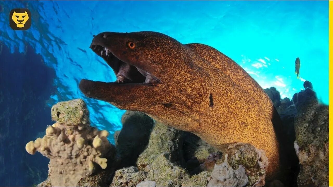 Мурена напала. Gymnothorax flavimarginatus. мурена в красном море. носатая мурена. мурена в атаке.