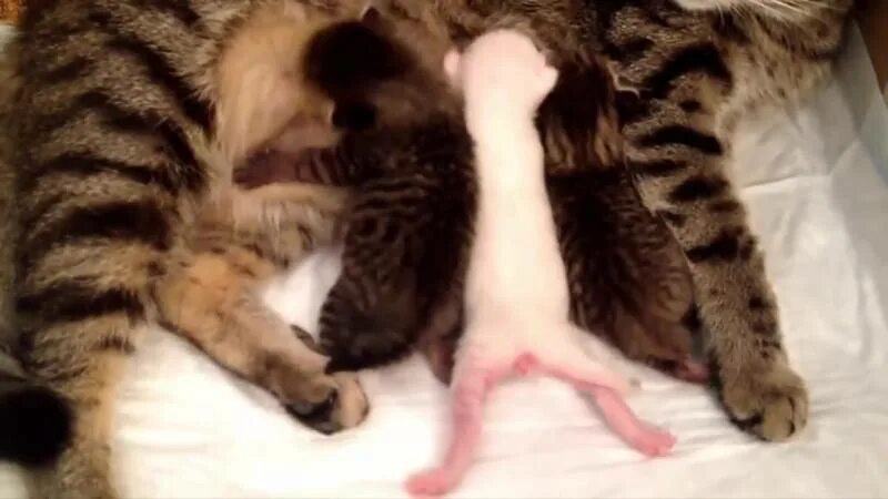 Почему кошка топчется лапами. Кот топчется. котики мнут лапками одеяло. кошечка мнет лапками. коты мнут лапки.