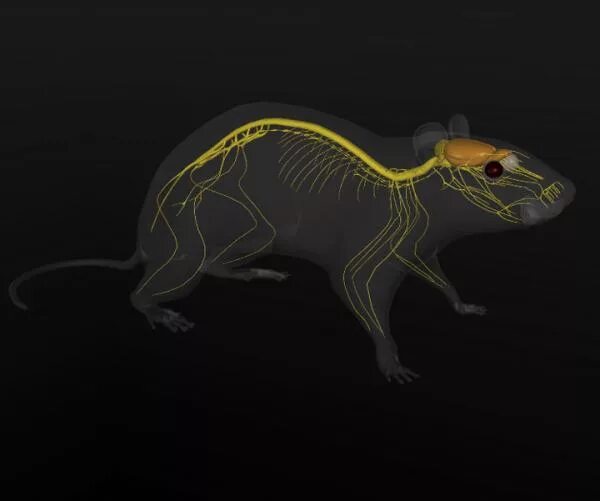 Нервная система крысы. Нервная система животных анатомия. Нервная система мыши. Строение нервной системы крысы.