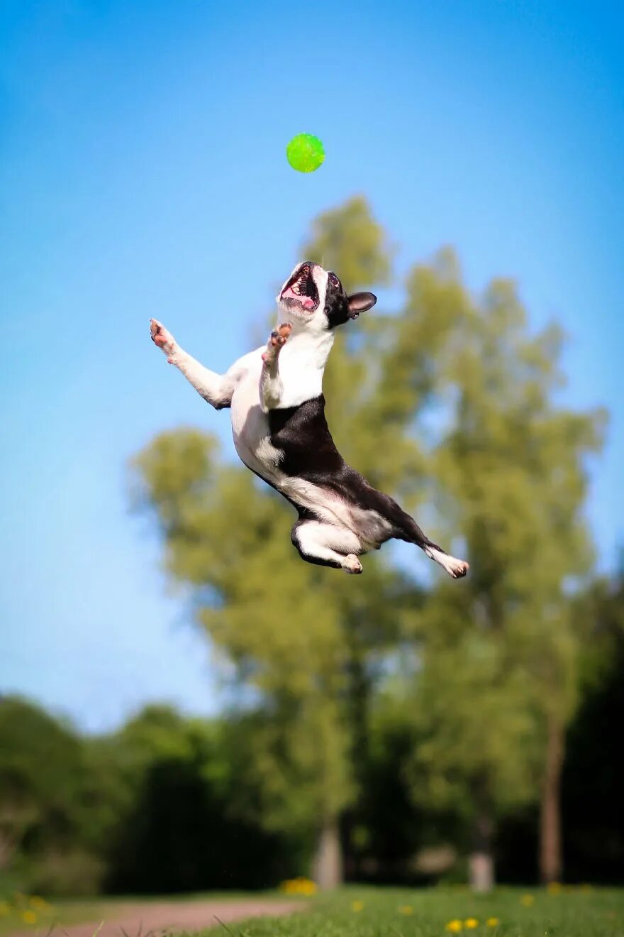 Джампинг для собак. Бостон терьер в прыжке. Парень бежит. Мотивирующее фото собак. My dog can jump