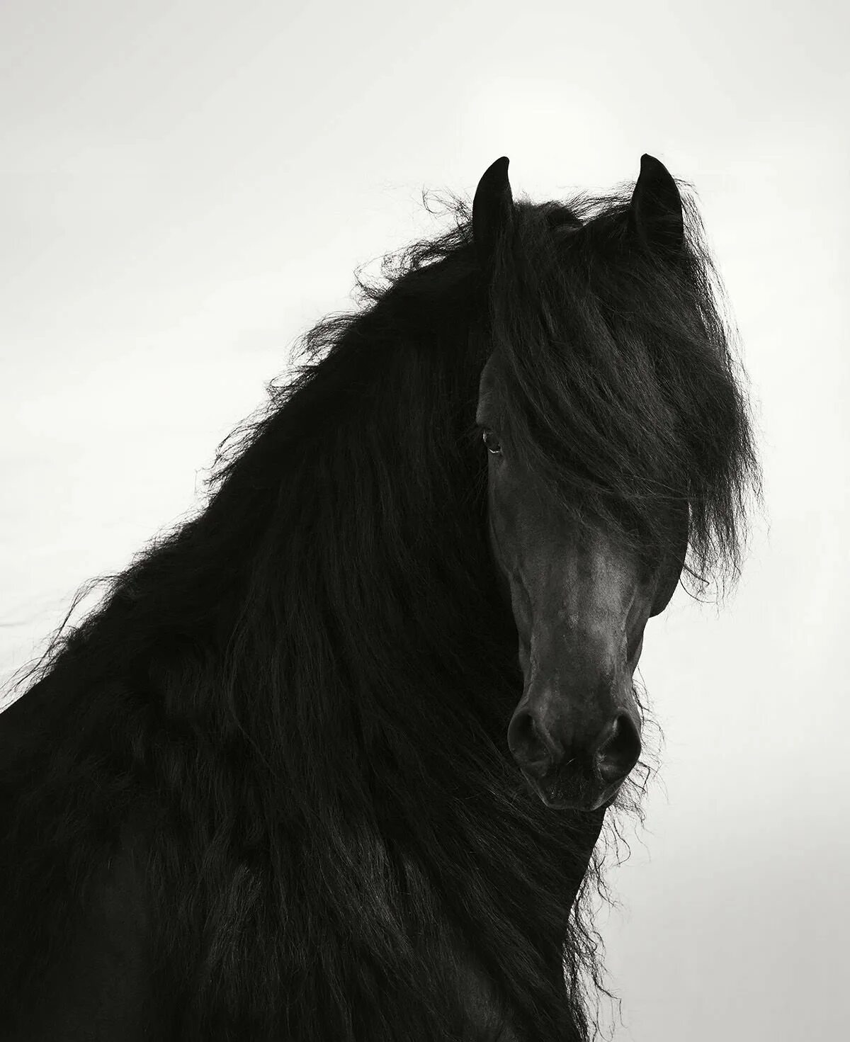 Фризская лошадь Эстетика. Фризская лошадь морда. Фризская лошадь черно белая. Черная лошадь Эстетика. Про черного коня