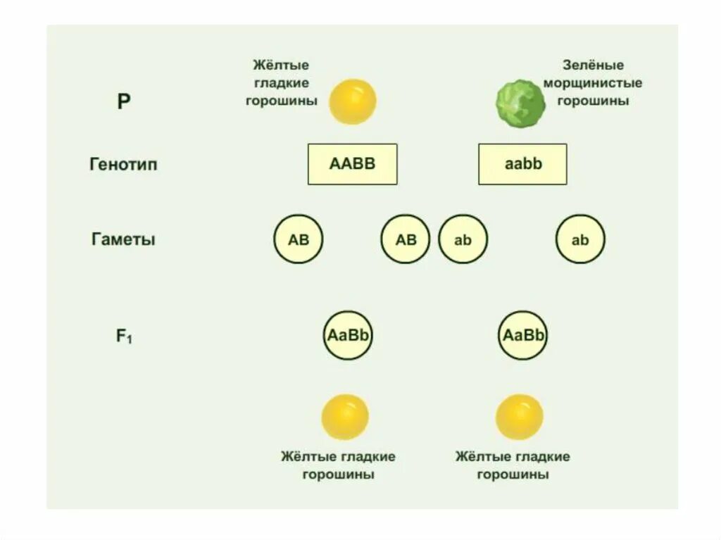 Желтый гладкий горох скрестили. Решетка Пеннета дигибридное скрещивание. Схема дигибридного скрещивания гороха. 3 Закон Менделя дигибридное скрещивание. Схема дигибридного скрещивания по Менделю.