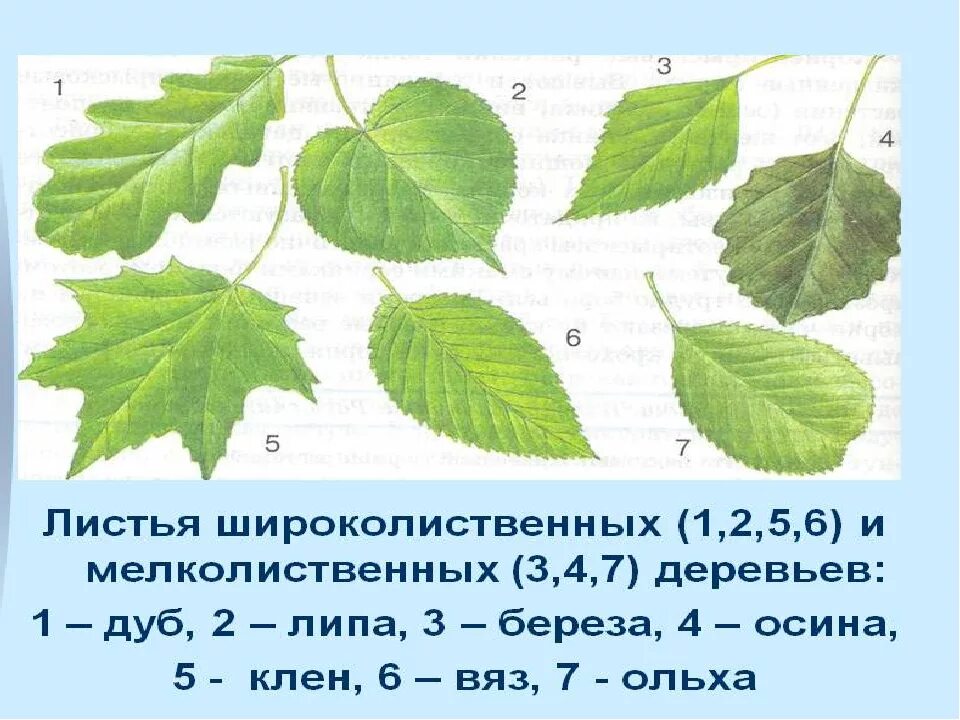 Какая площадь всех листьев