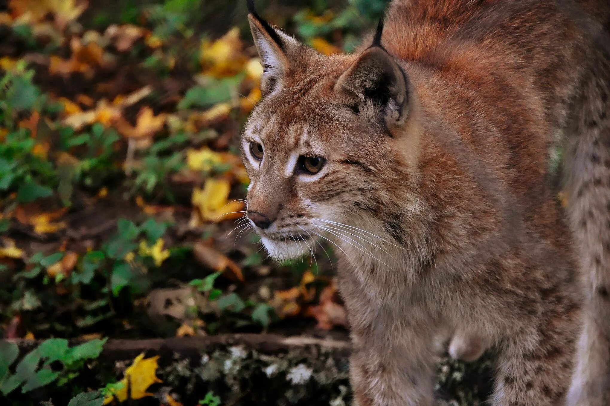 Рысь европейская обыкновенная. Обыкновенная рысь. Рысь обыкновенная красная. Европейская рысь красная книга. Рысь кузнецкий алатау.