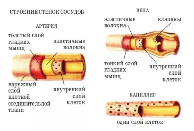 Расширение стенок сосудов