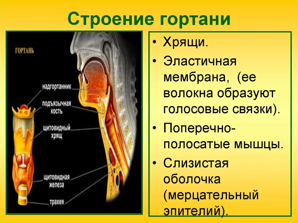 Связки образованы. Строение гортани. Строение горла человека. Строение гортани и трахеи.