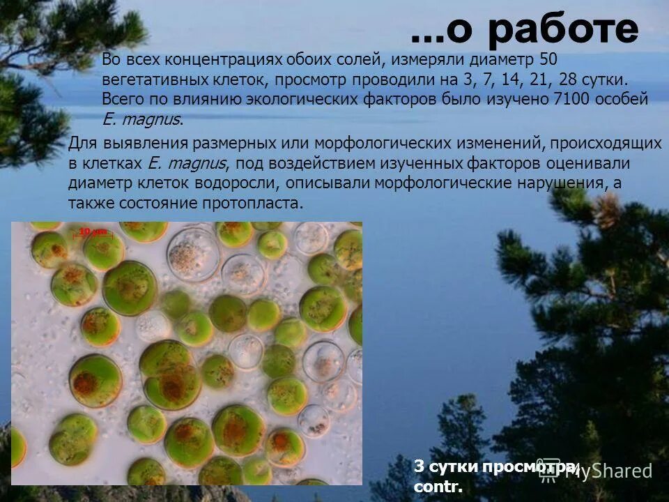 Микроскопические водоросли. Пресные водоросли. Микроскопические организмы. Микроскопические водоросли. Микроскопические формы водорослей.