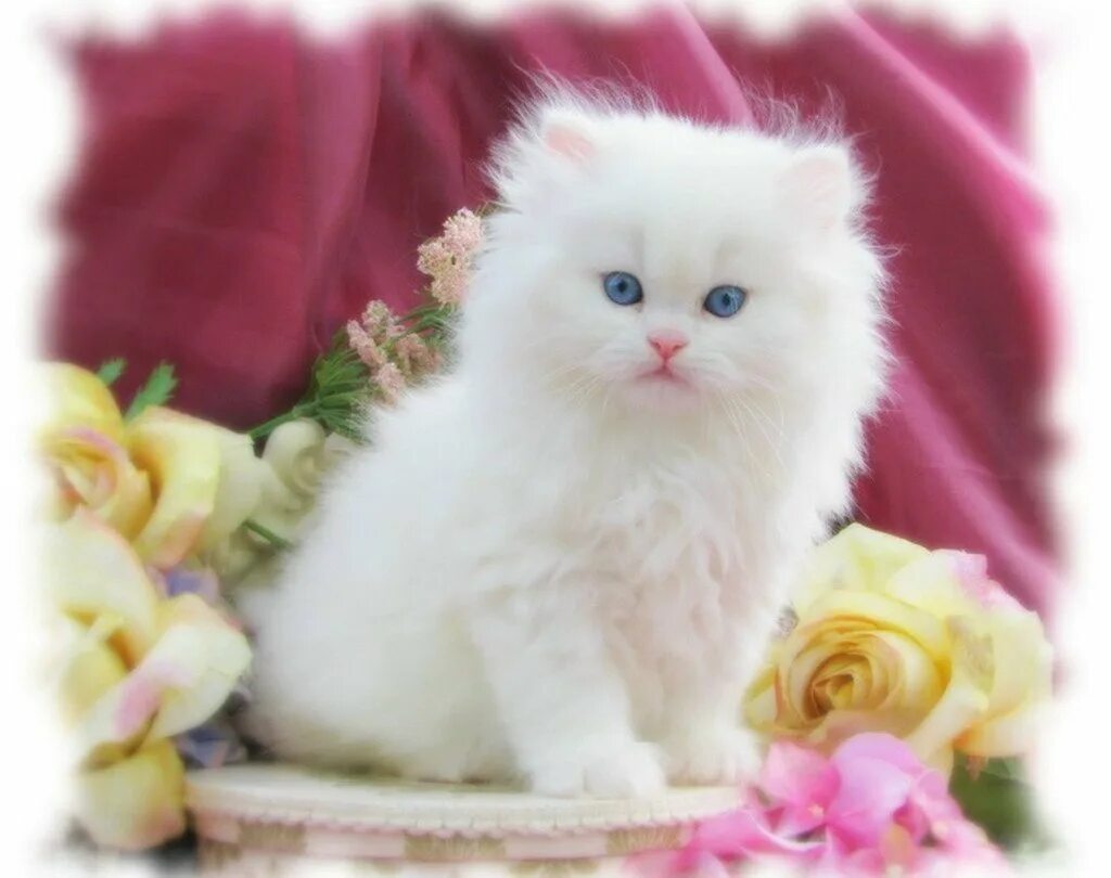 Котенка зовут пушок