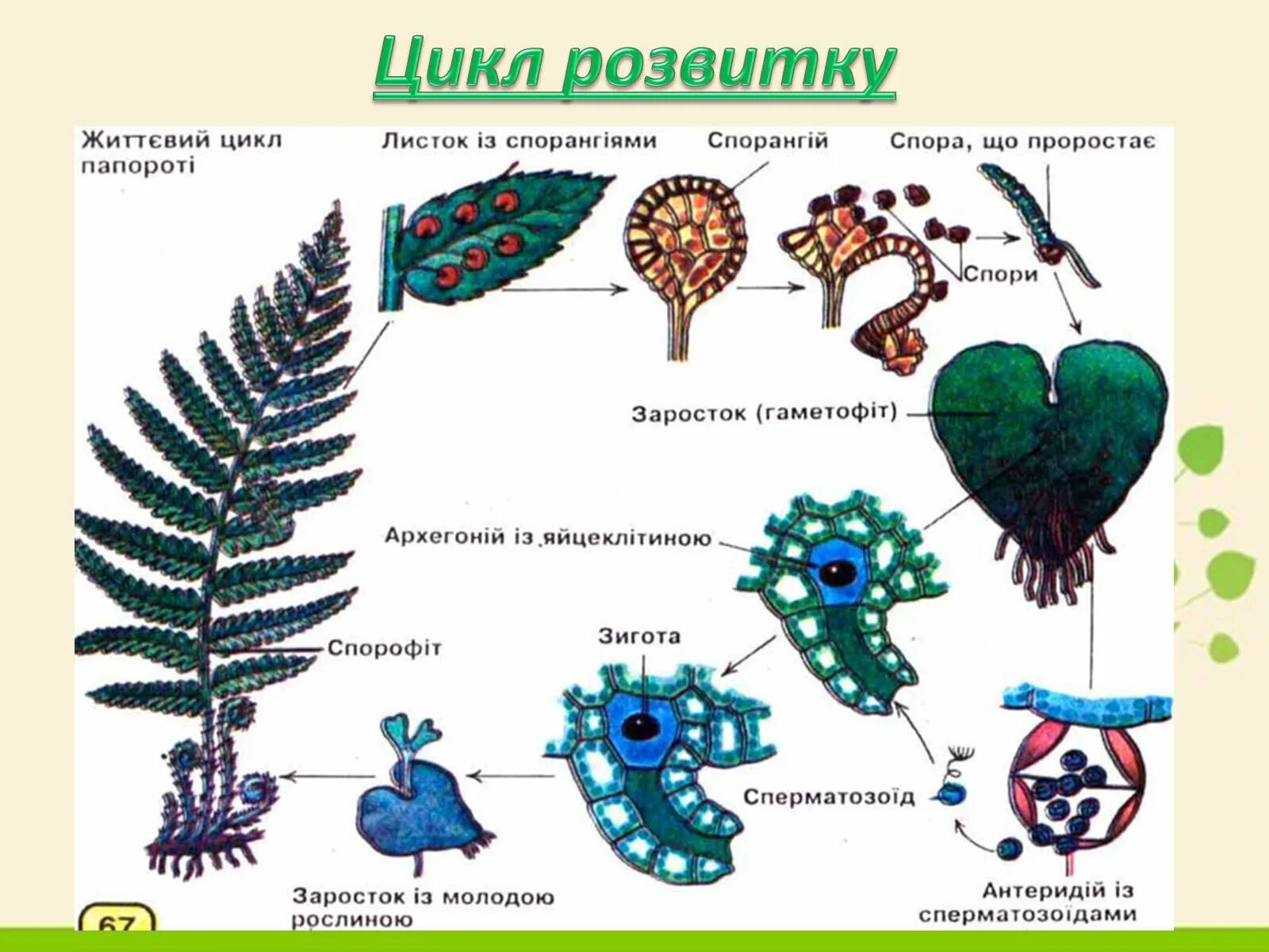 Жизненный цикл папоротника щитовника. Жизненный цикл папоротника схема. Жизненный цикл папоротника орляка. Стадии жизненного цикла папоротника.