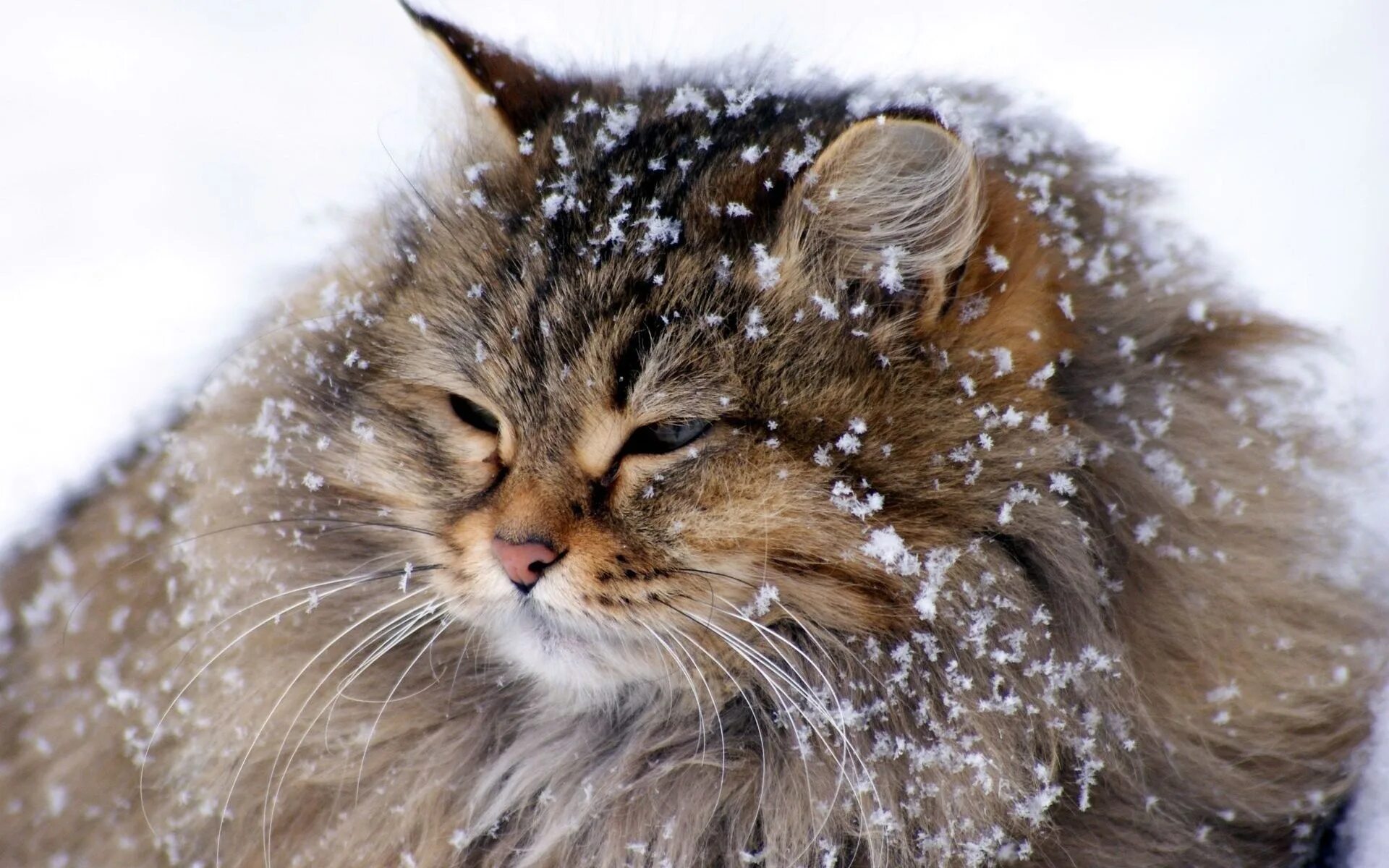 Аляскинский снежный кот. Кошки зимой. Пушистая зима. Пушистый снег.