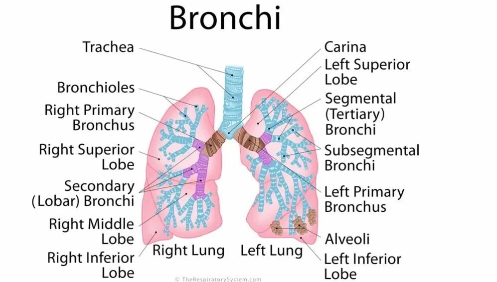 Бронхи на латыни. Bronchi. Bronchi Anatomy. Бронхи и легкие. Дыхательная система бронхи.