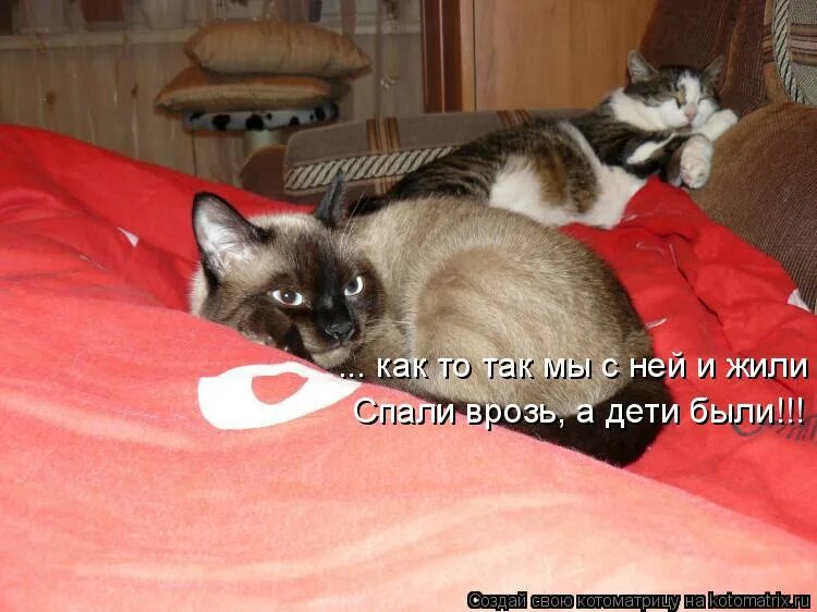 Так они и жили врозь а дети были. Жили спали врозь а дети. Пословица так и жили спали врозь а дети были. Вместе невозможно и врозь никак. Жили спали врозь а дети.