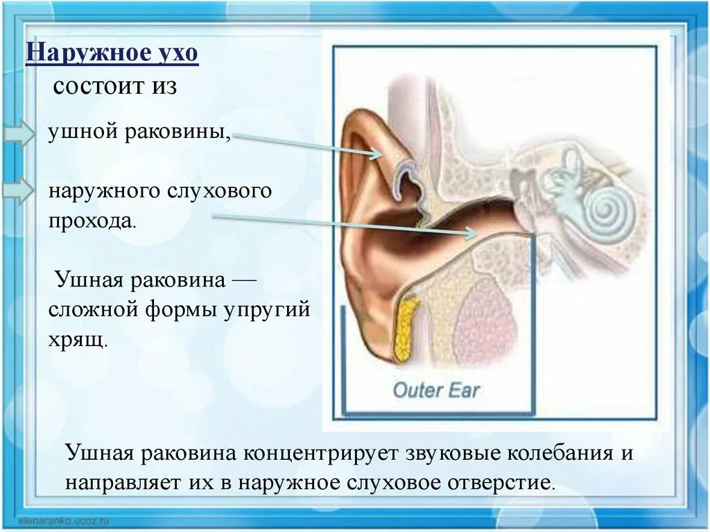 Наружное ухо состоит из. Наруюнле ухо состоит из. Наружное ухо состоит из ушной раковины и наружного слухового прохода. Рассказы про уши