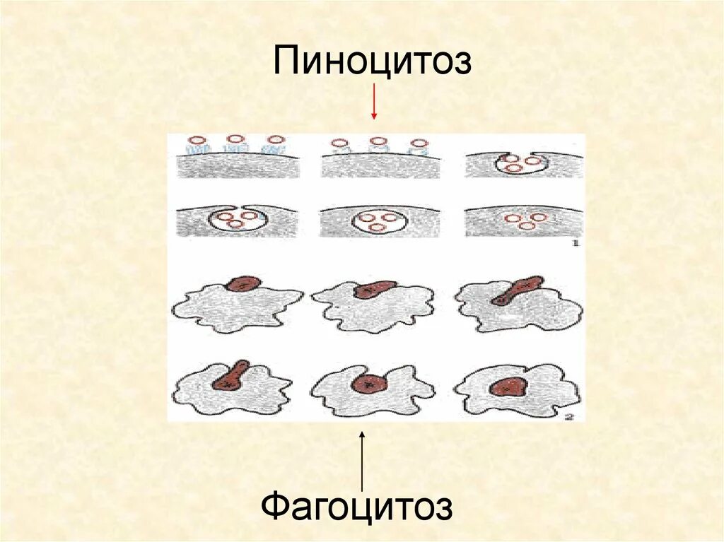 Схема фагоцитоза и пиноцитоза. Фагоцитоз и пиноцитоз. Пиноцитоз схема. Пиноцитоз процесс. Фагоцитоз захват клеткой