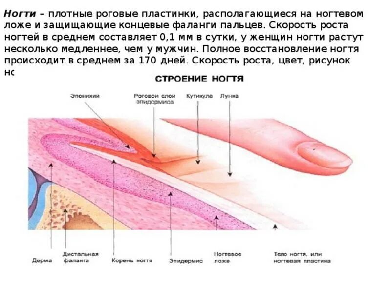 Онихобласты. Строение ногтя. Скорость роста ногтей. Строение ногтевой пластины. Как растет ноготь.