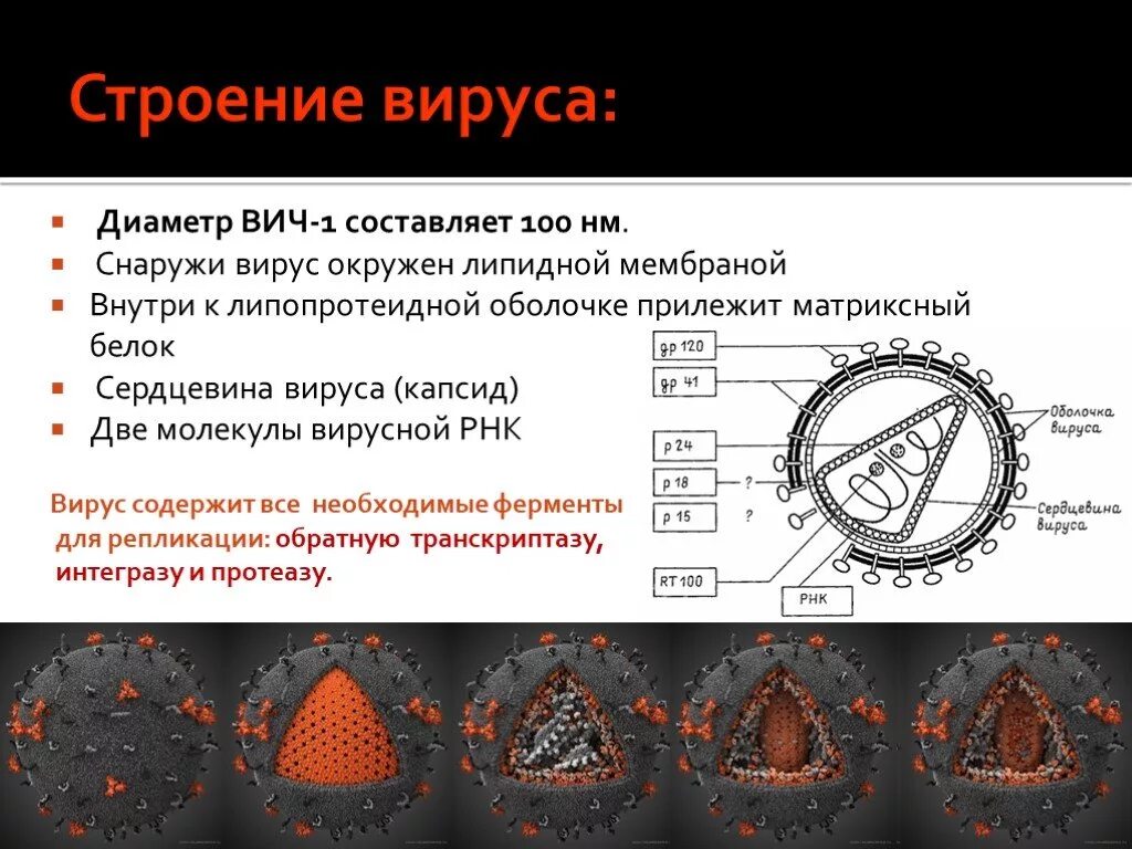 Строение вируса ВИЧ инфекции. Строение вируса ВИЧ И СПИД. ВИЧ структура вириона. Строение клетки вируса ВИЧ. Поражаемые структуры спида