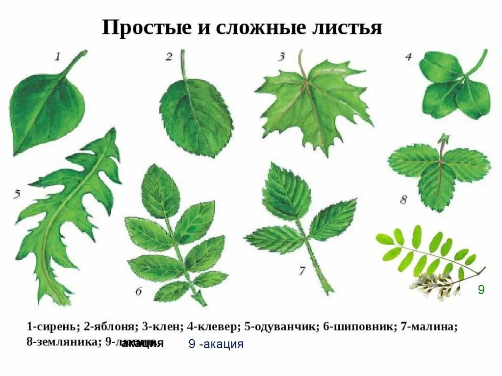 Вид растения орган лист: найдено 90 изображений