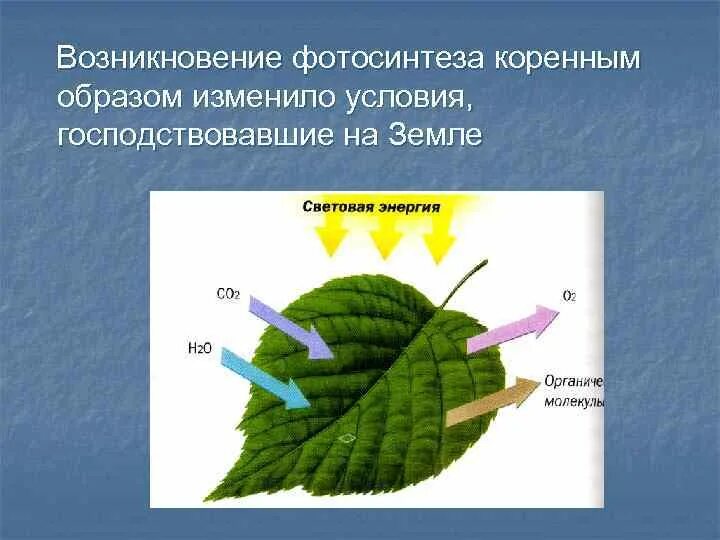В результате фотосинтеза кислород. Возникновение фотосинтеза. Условия фотосинтеза. Как происходит процесс фотосинтеза. Процесс фотосинтеза 6 класс.