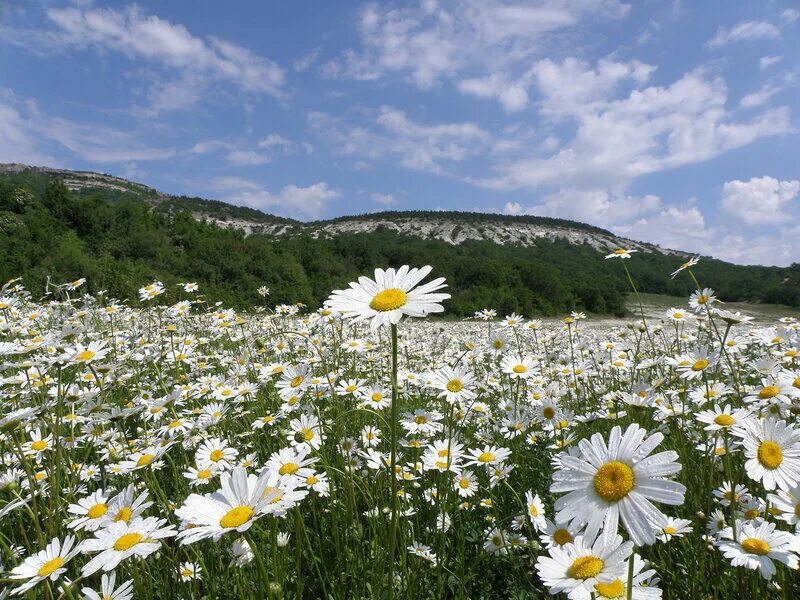 кватро ромашковые поля ноты. ромашковые поля текст. белые ромашки стихотворение. песня ромашковое поле текст песни. песня ромашковое поле текст песни.