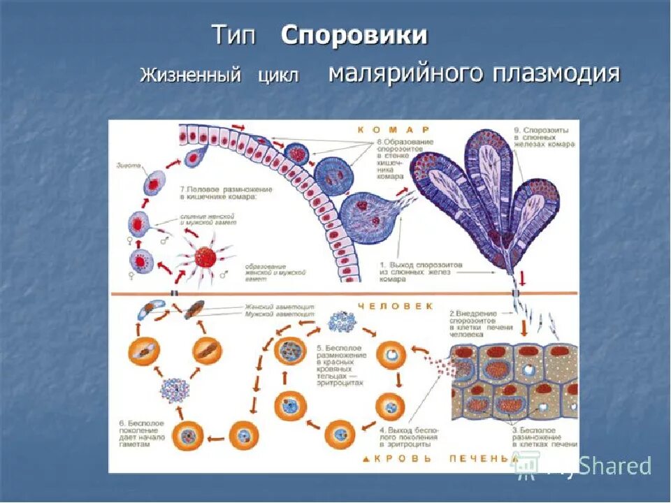 Малярийный плазмодий в кишечнике. Жизненный цикл малярийного плазмодия. Жизненный цикл малярийного плазмодия биология. Тип Апикомплексы, жизненный цикл малярийного плазмодия. Цикл развития споровиков малярийного плазмодия.